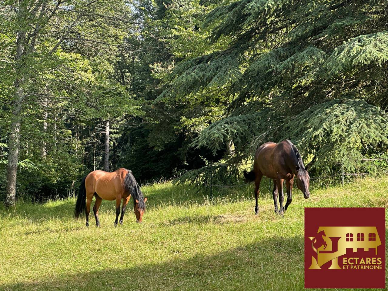 Propri&eacute;t&eacute; 6,4 hectares vue dominante
