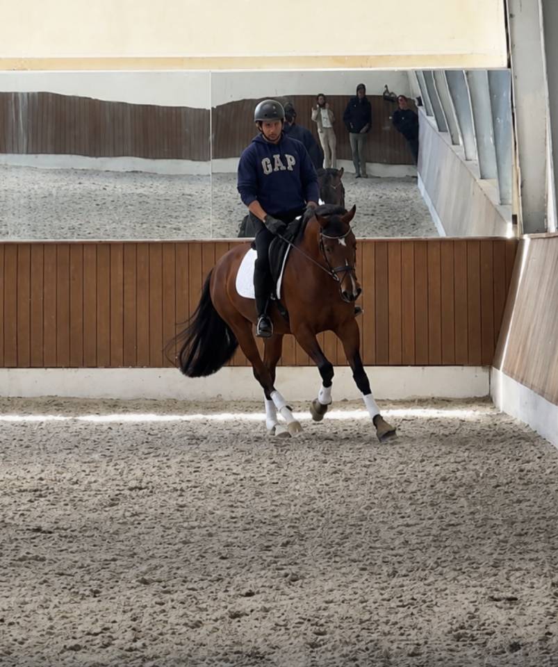 Jument -Luso Warmblood - 4 ans - Dressage - France