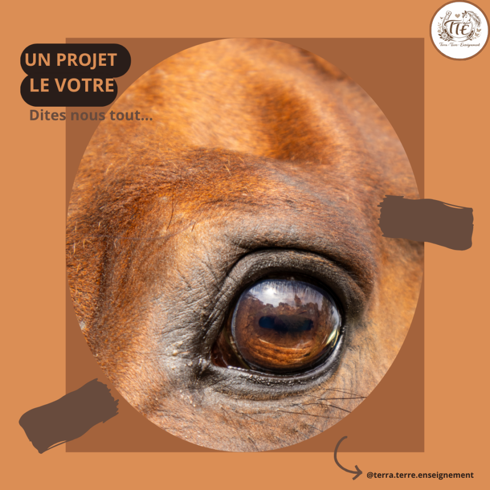 Monitrice d&rsquo;&eacute;quitation ind&eacute;pendante - R&eacute;gion Ain-Sud 