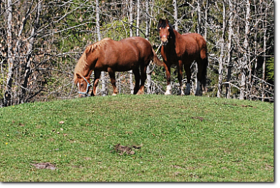 Pension pour cheval en retraite
