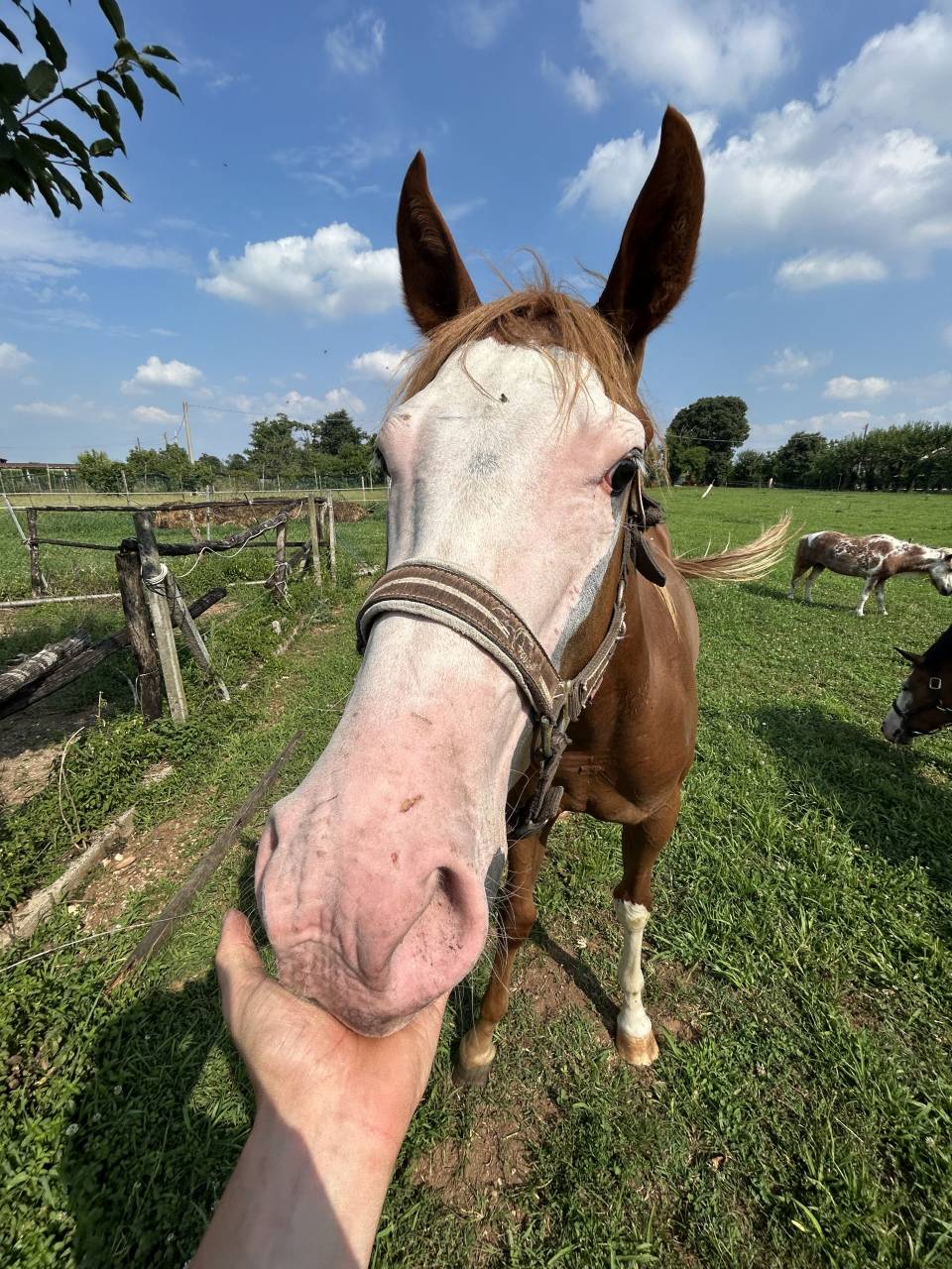 Entier Paint Horse A vendre 2024 Alezan