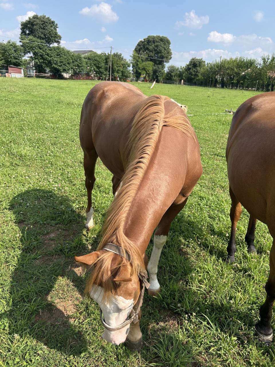 Entier Paint Horse A vendre 2024 Alezan