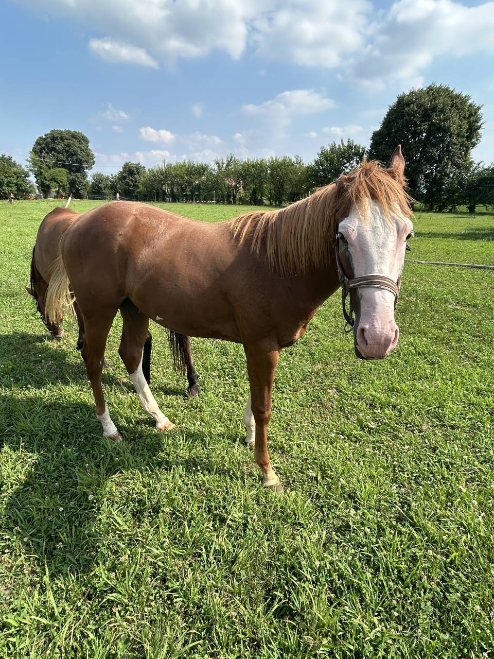 Entier Paint Horse A vendre 2024 Alezan