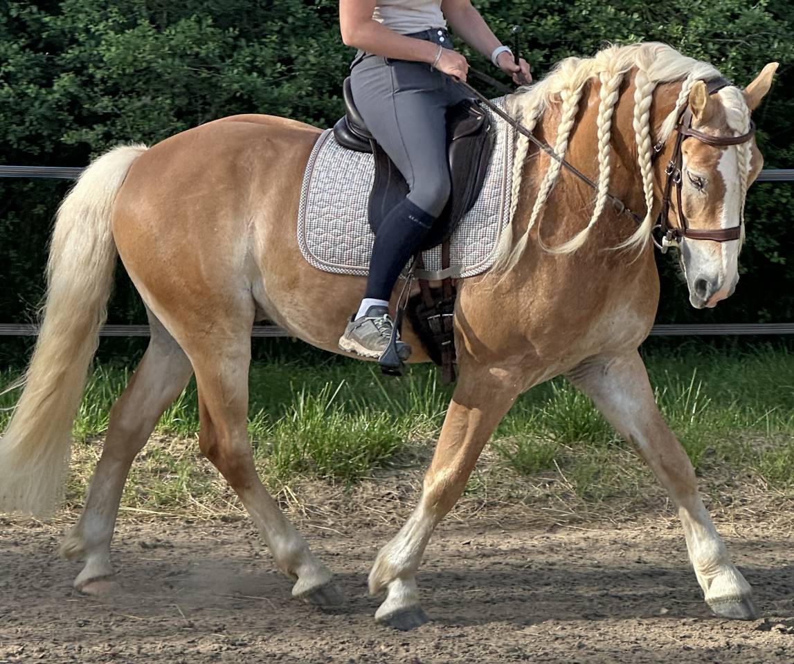 Hongre Haflinger 7 ans 