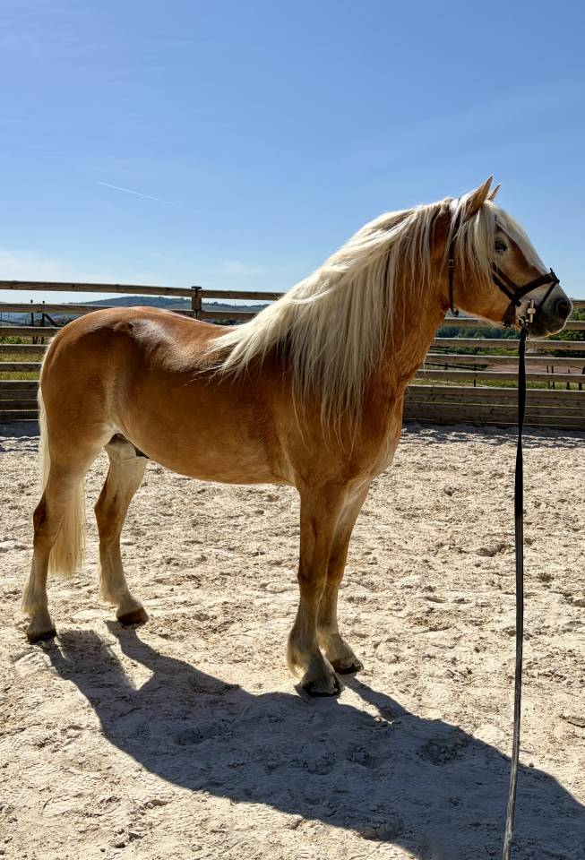 Hongre Haflinger 7 ans 