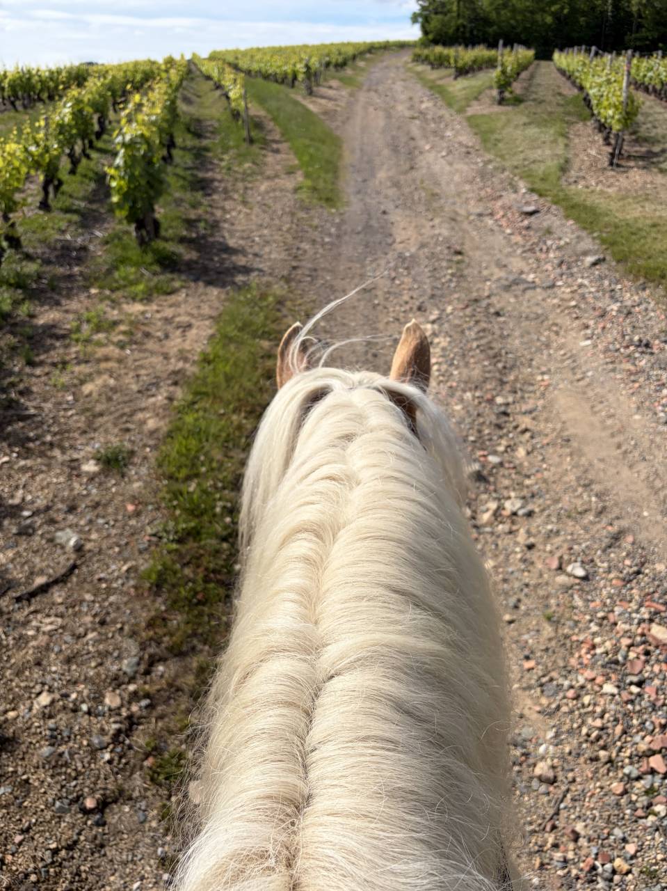 Hongre Haflinger 7 ans 