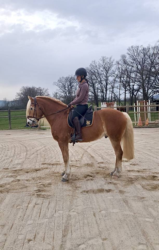 Hongre Haflinger 7 ans 