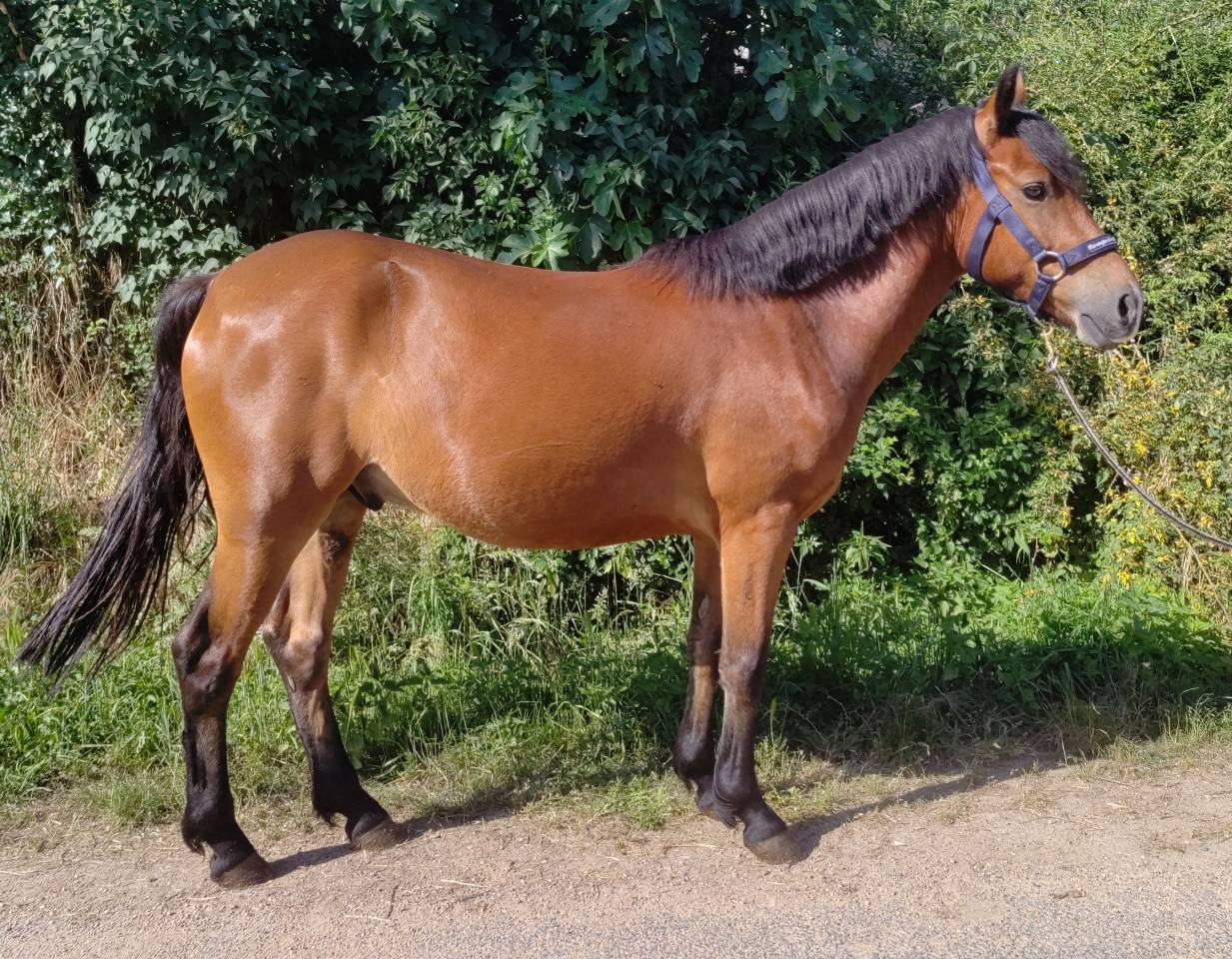 Lazulli II Arquetan 5 ans D sorti en CCJP