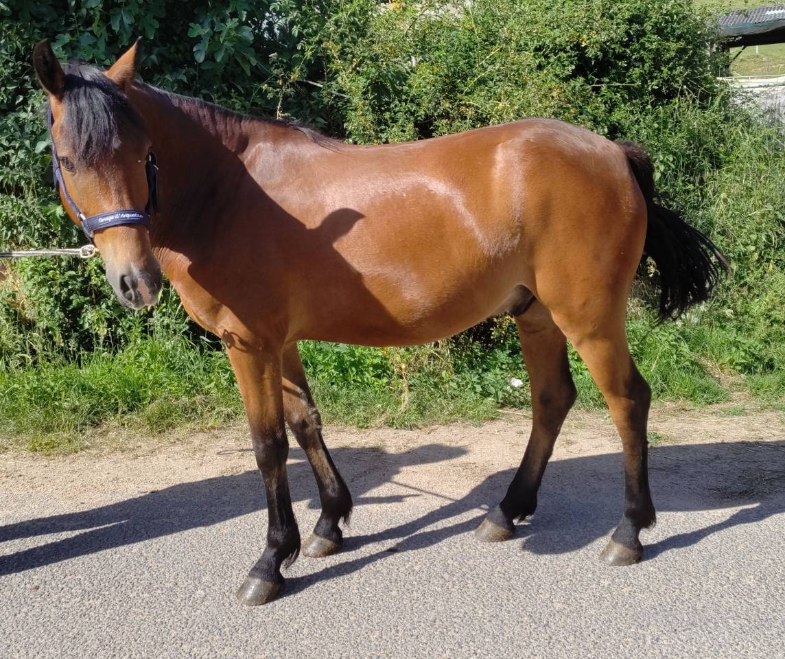Lazulli II Arquetan 5 ans D sorti en CCJP
