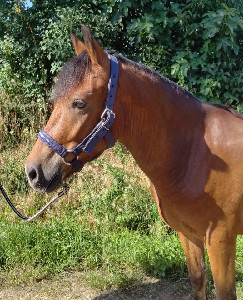 Lazulli II Arquetan 5 ans D sorti en CCJP