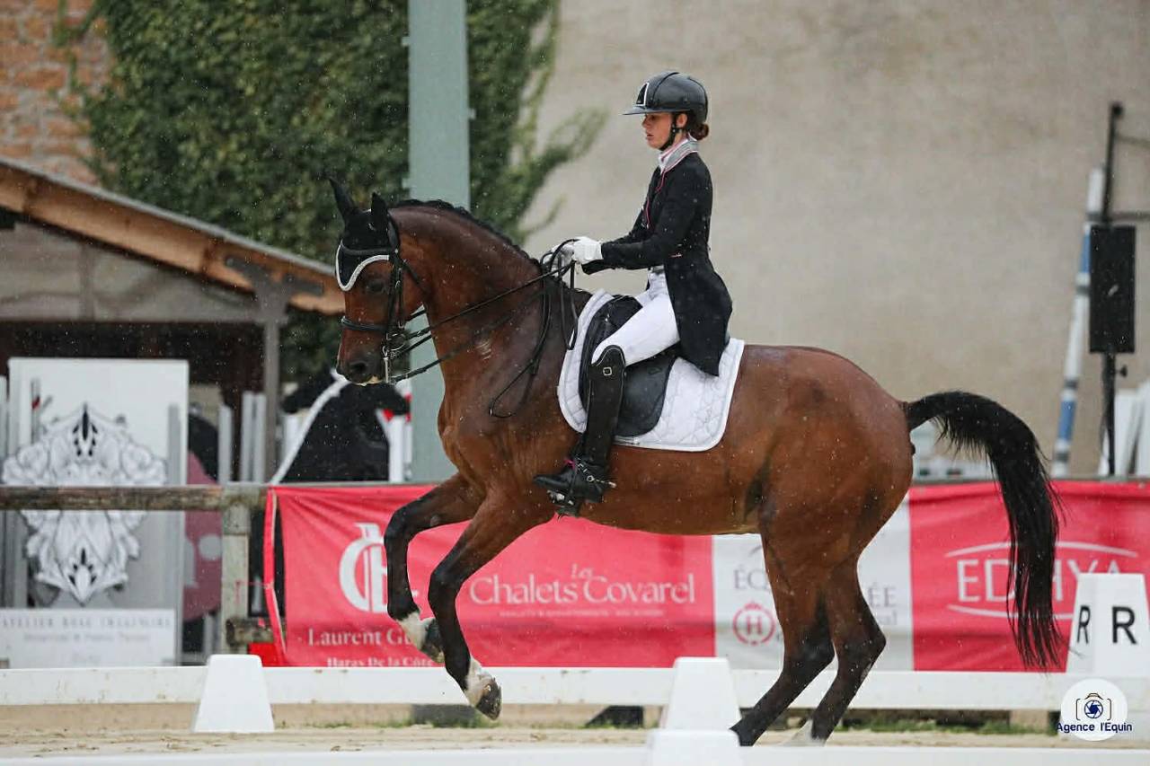 Hongre - BWP - 15 ans - Dressage / CDI YR - France