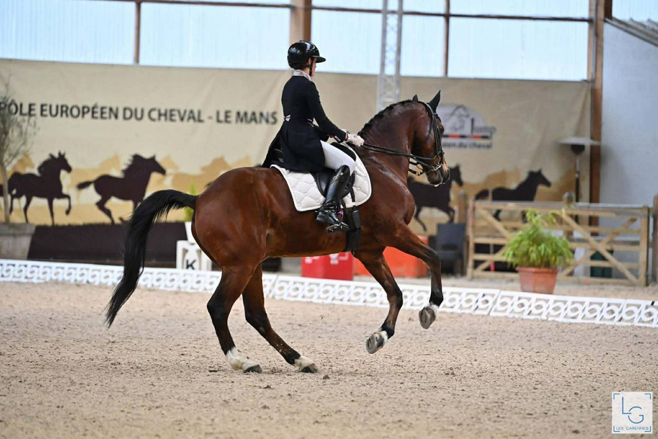 Hongre - BWP - 15 ans - Dressage / CDI YR - France