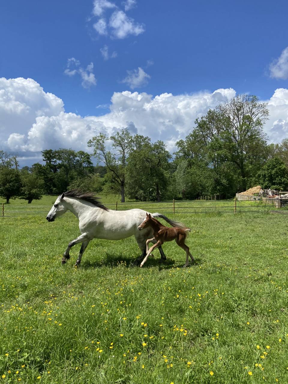 Top ponette Connemara P.P 10 ans