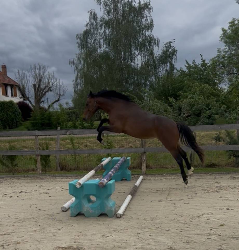 Poney D 2 ans 