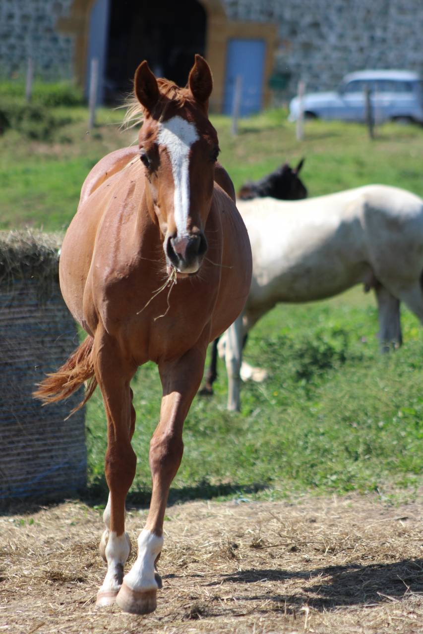 Pouliche arabo-paint 
