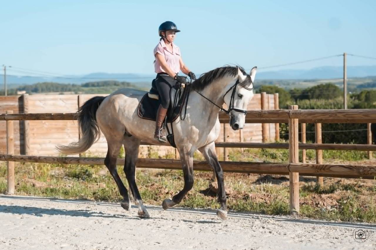 Hongre - KWPN - 7 ans - Dressage / Amateur - France