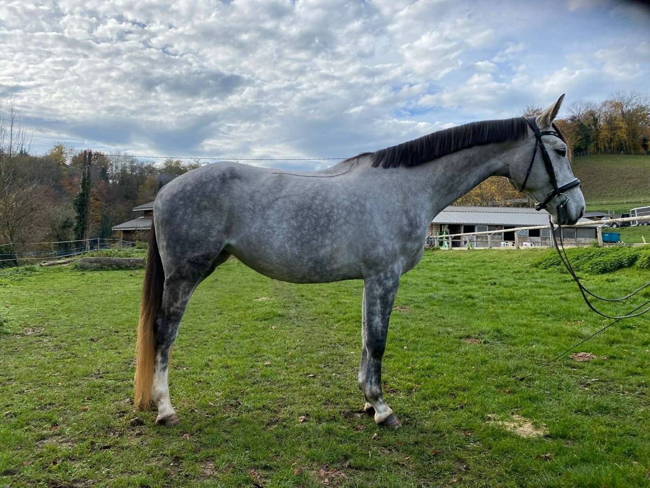 Jument - Hanovrienne - 5 ans - dressage - France