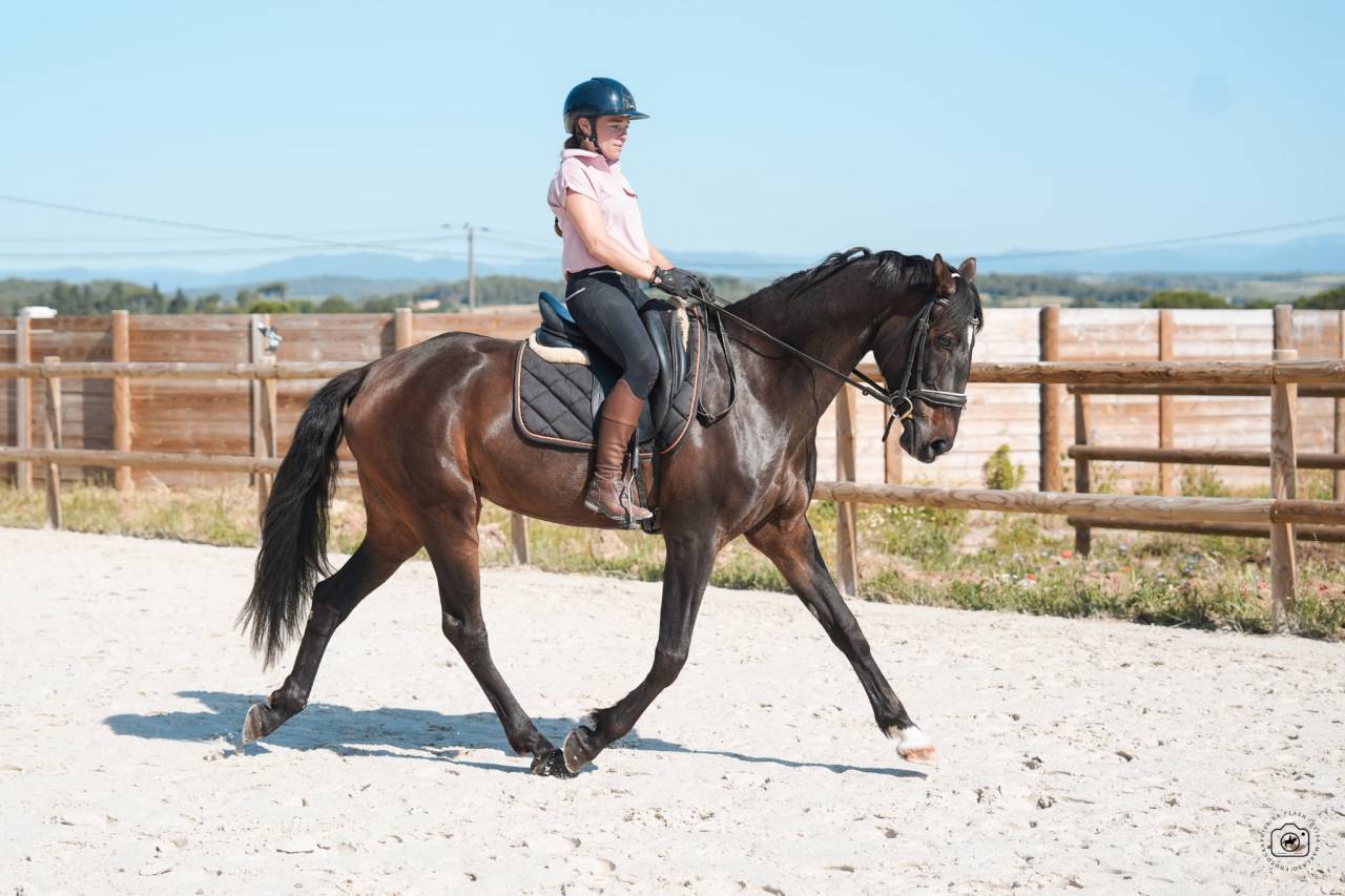 Jument - KWPN -6 ans-Dressage - Amateur / Sport -France