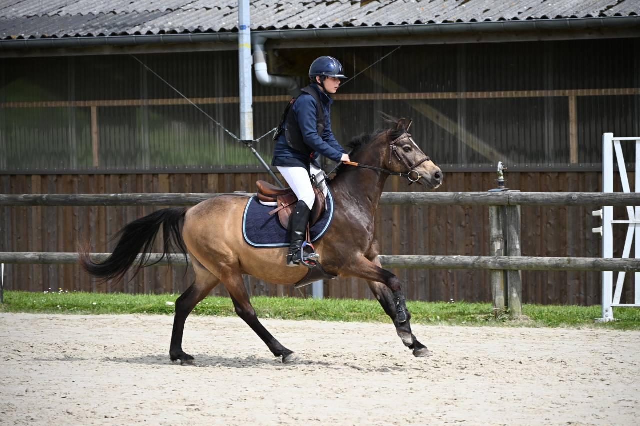 Poney de sport PFS