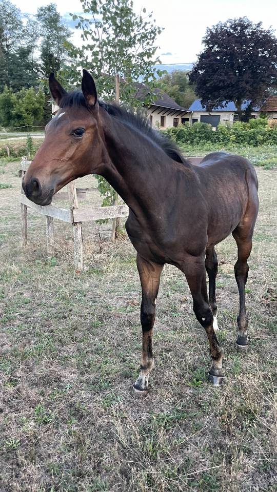 Tr&egrave;s beau poulain SF &agrave; r&eacute;server(Dartagnan de Belliard)