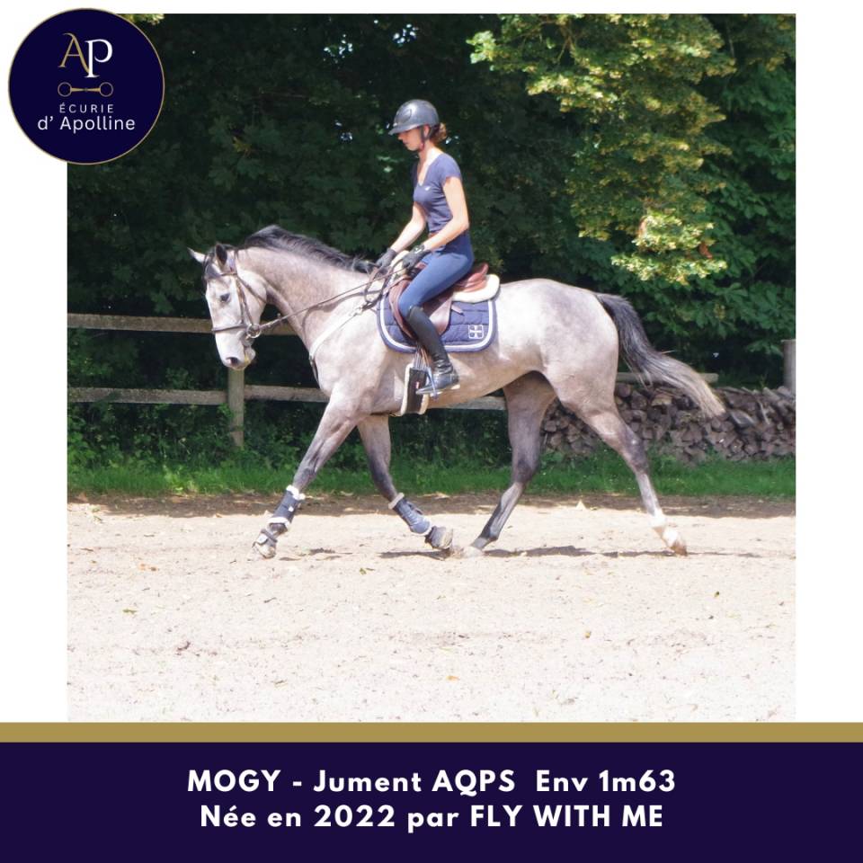 Superbe jument AQPS 4 ans Env 1m63
