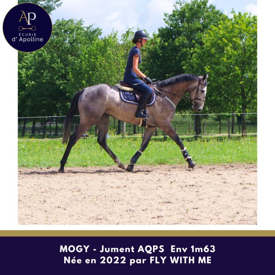 Superbe jument AQPS 4 ans Env 1m63