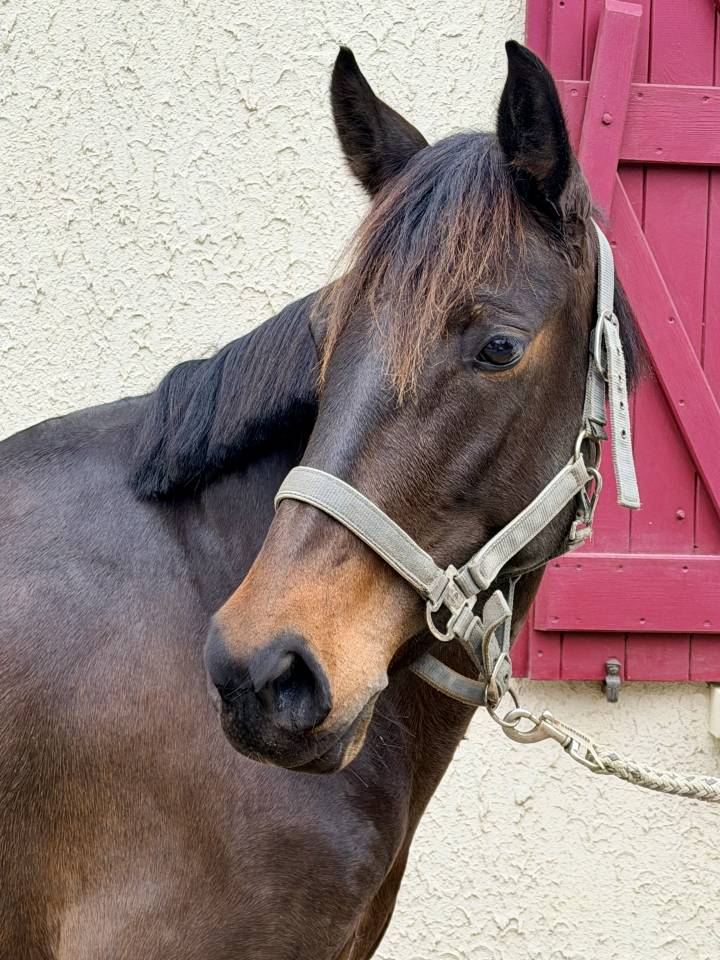 Jument &agrave; vendre 