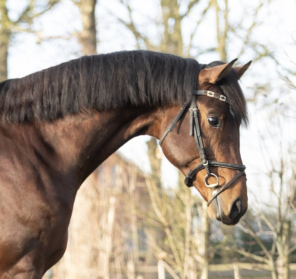 Entier KWPN Cheval de Sport N&eacute;erlandais A vendre 2022 Brun par Next Romancier