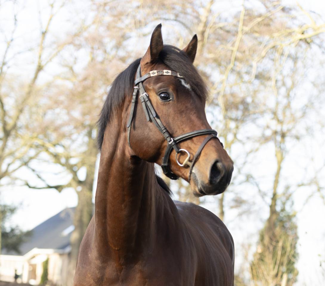 Entier KWPN Cheval de Sport N&eacute;erlandais A vendre 2022 Brun par Next Romancier