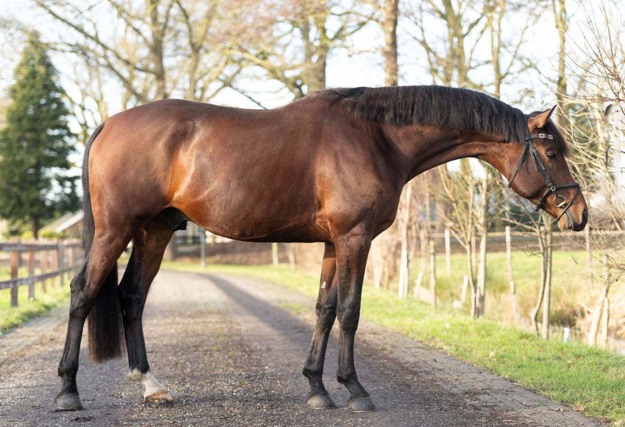 Entier KWPN Cheval de Sport N&eacute;erlandais A vendre 2022 Brun par Next Romancier