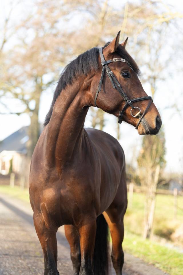 Entier KWPN Cheval de Sport N&eacute;erlandais A vendre 2022 Brun par Next Romancier