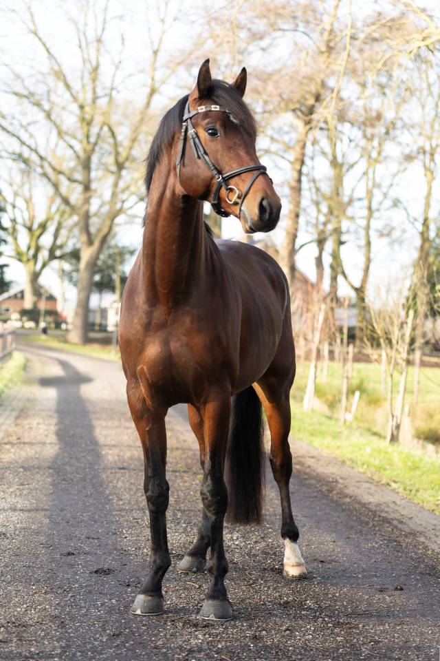 Entier KWPN Cheval de Sport N&eacute;erlandais A vendre 2022 Brun par Next Romancier