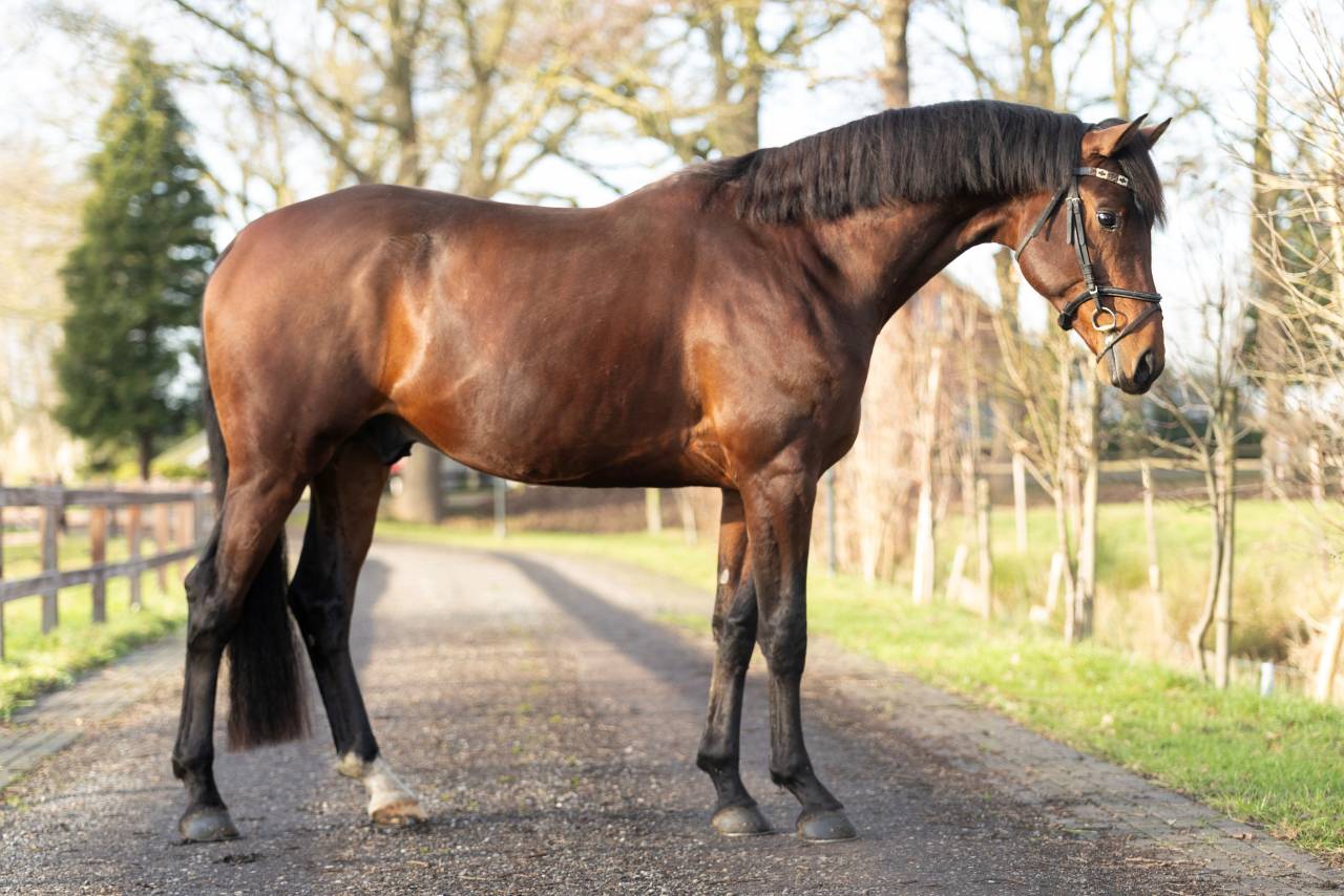 Entier KWPN Cheval de Sport N&eacute;erlandais A vendre 2022 Brun par Next Romancier