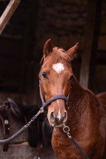 PONEY DE SPORT NIVEAU AS 