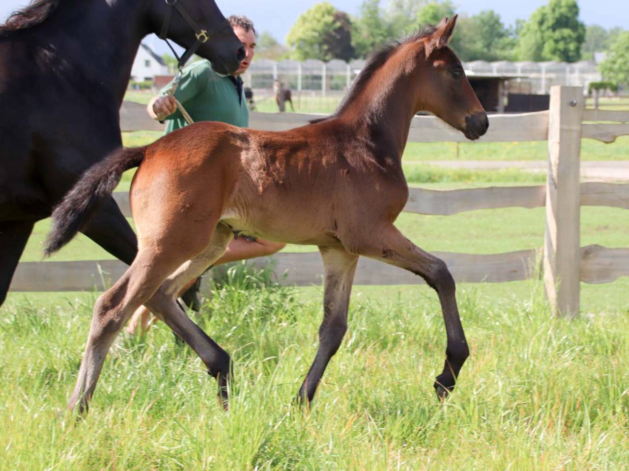 Pouliche de dressage superbe origine