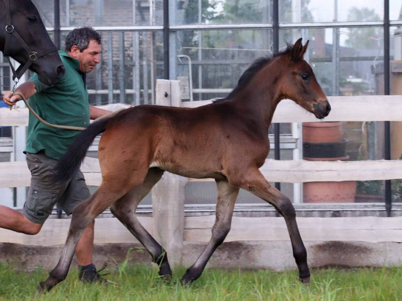 Pouliche de dressage superbe origine