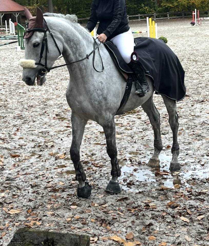 Hongre belgian warmblood 6 ans