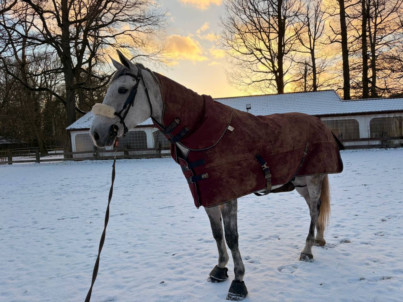 Hongre belgian warmblood 6 ans