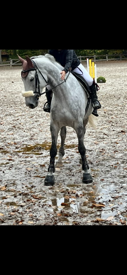 Hongre belgian warmblood 6 ans
