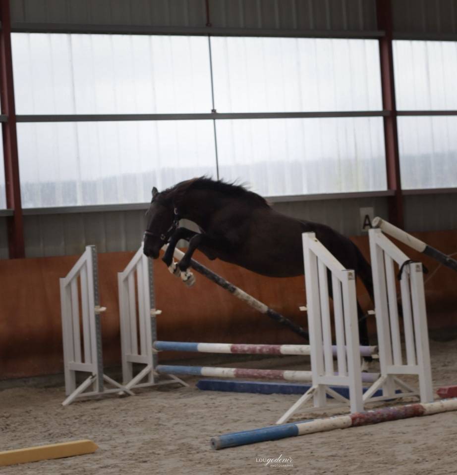 Hongre de 3 ans par Balou du Rouet - Direct &eacute;leveur 