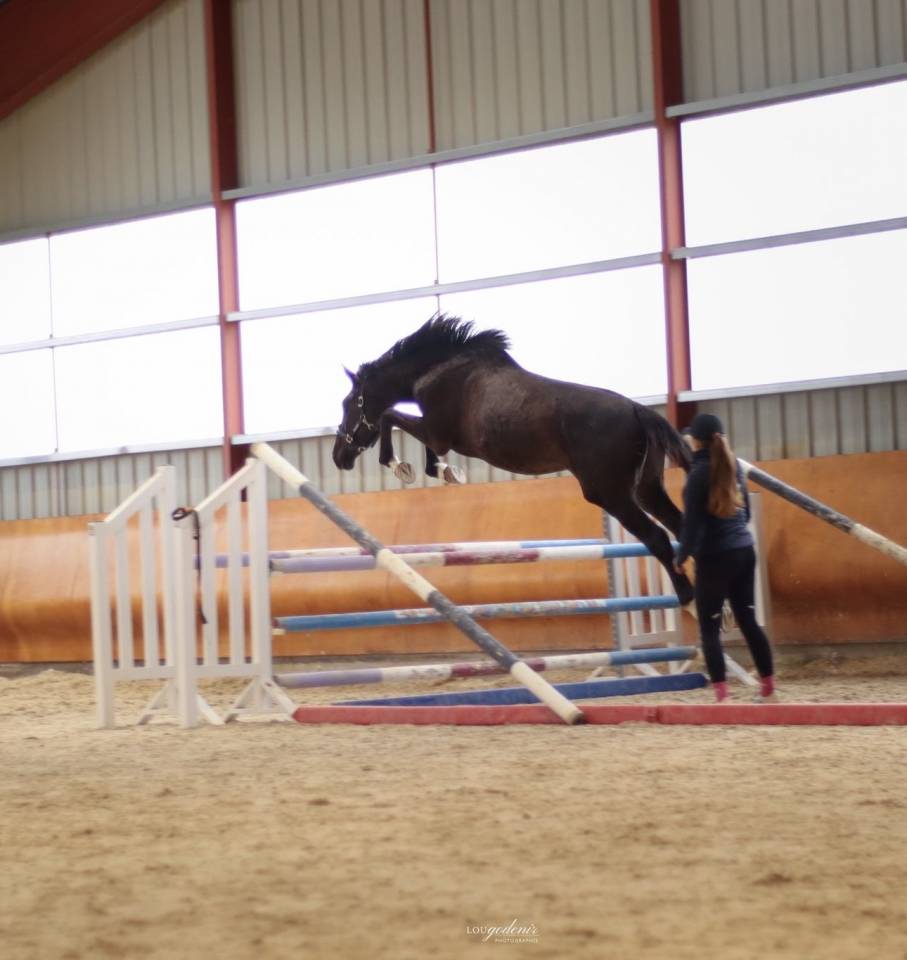 Hongre de 3 ans par Balou du Rouet - Direct &eacute;leveur 