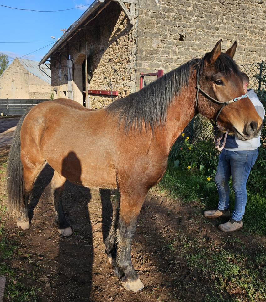 DEMI-TRAIT / DEMI-SANG ARABE 2023 ARABO-AUXOIS