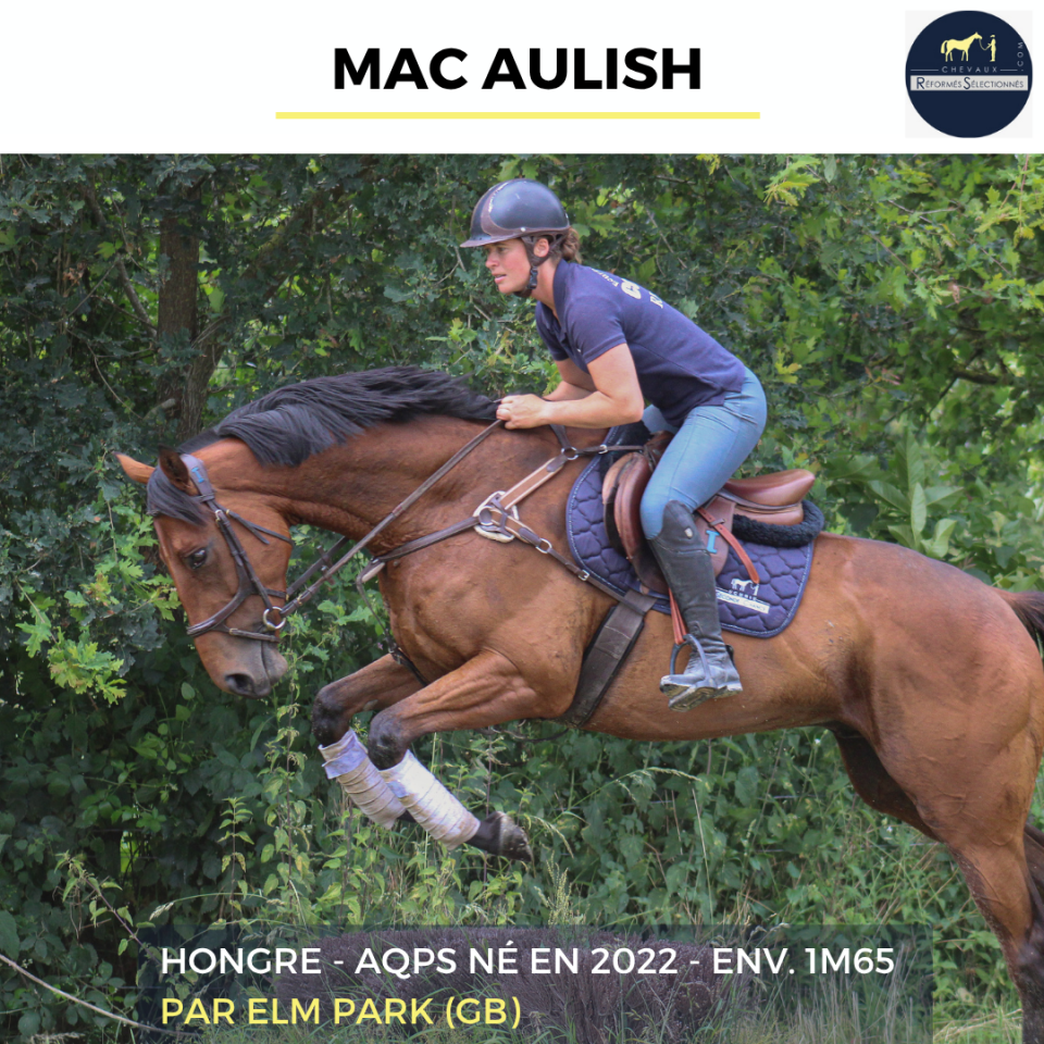 MAC AULISH - AQPS - 4 ANS