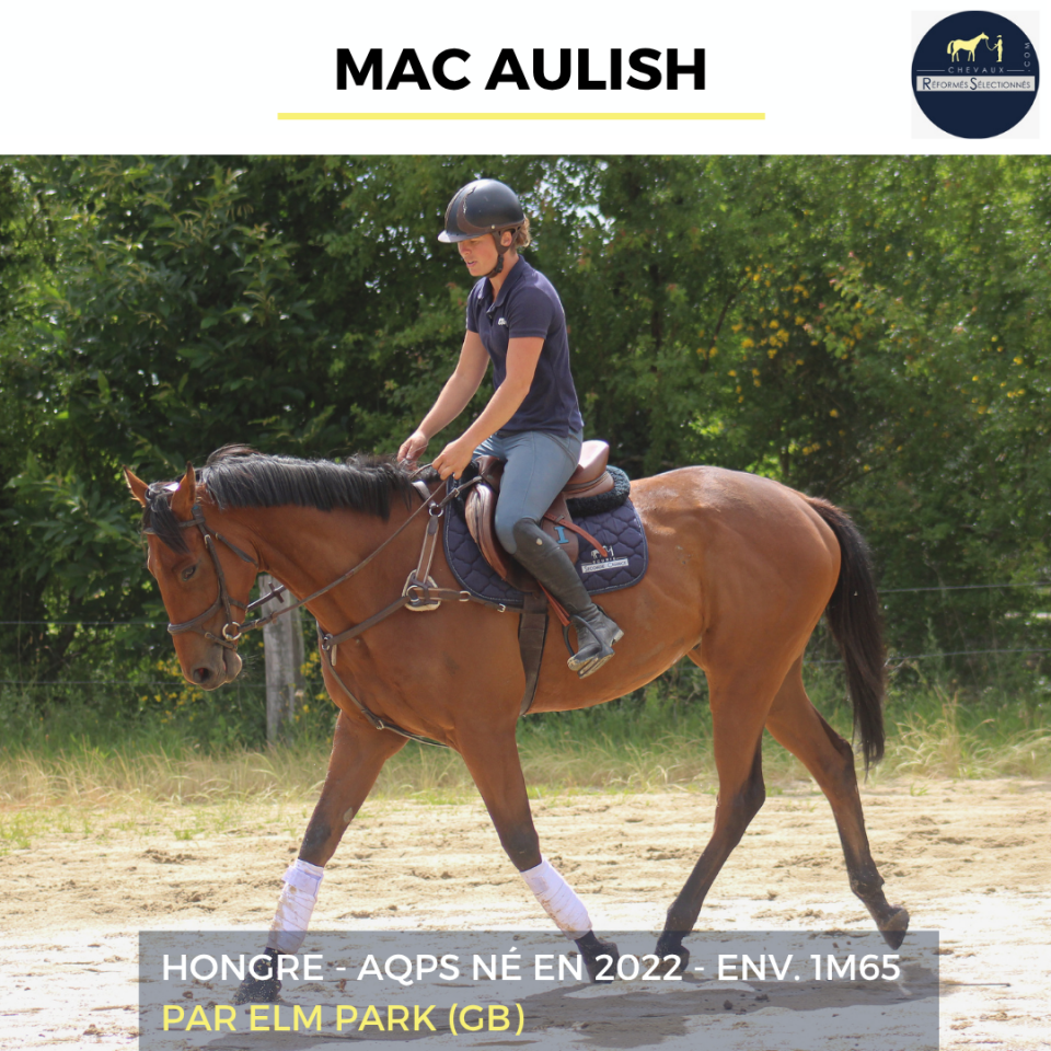 MAC AULISH - AQPS - 4 ANS