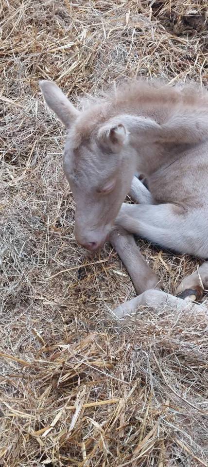 Ponette SBS 