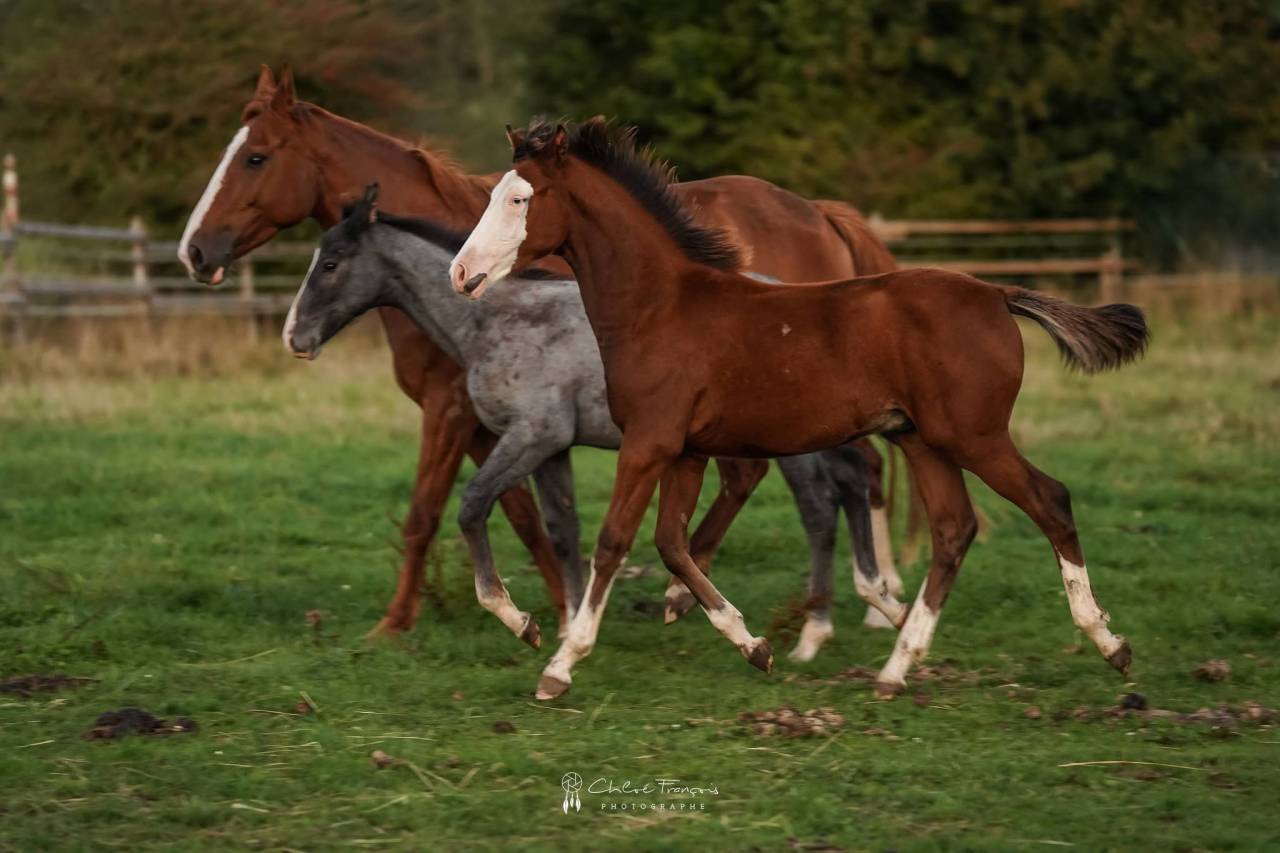 Poney SBS 