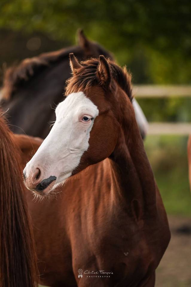 Poney SBS 