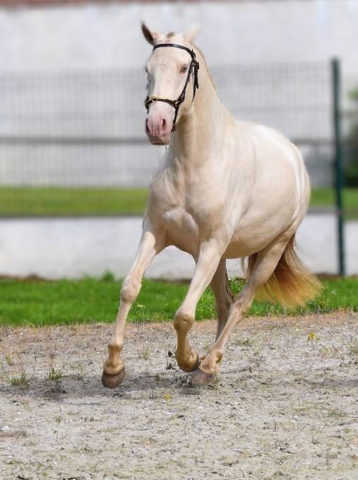 Lusitanienne PSL , pouliche 3 ans, belle g&eacute;n&eacute;tique !
