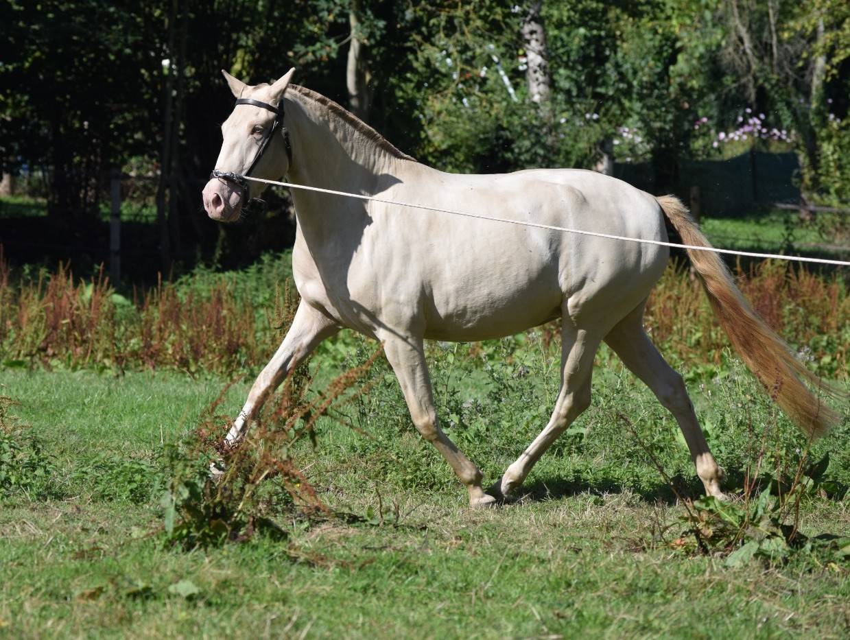 Lusitanienne PSL, 3 ans, &agrave; saisir !