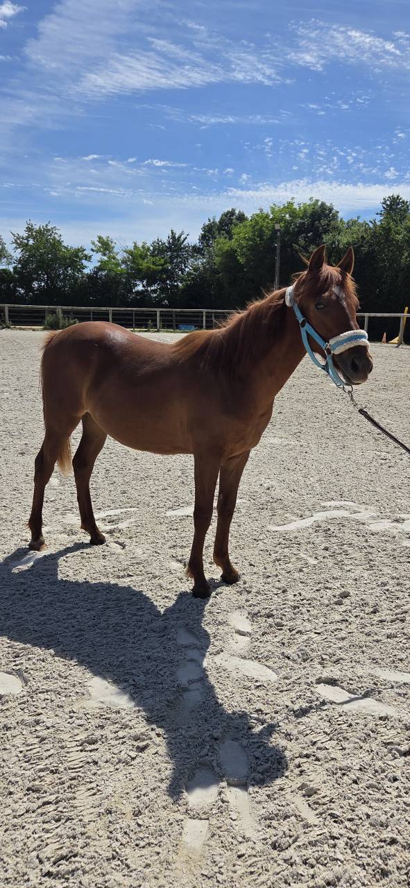 Ponette New forest 1 an taille D 